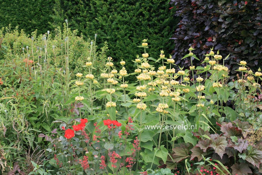 Phlomis russeliana