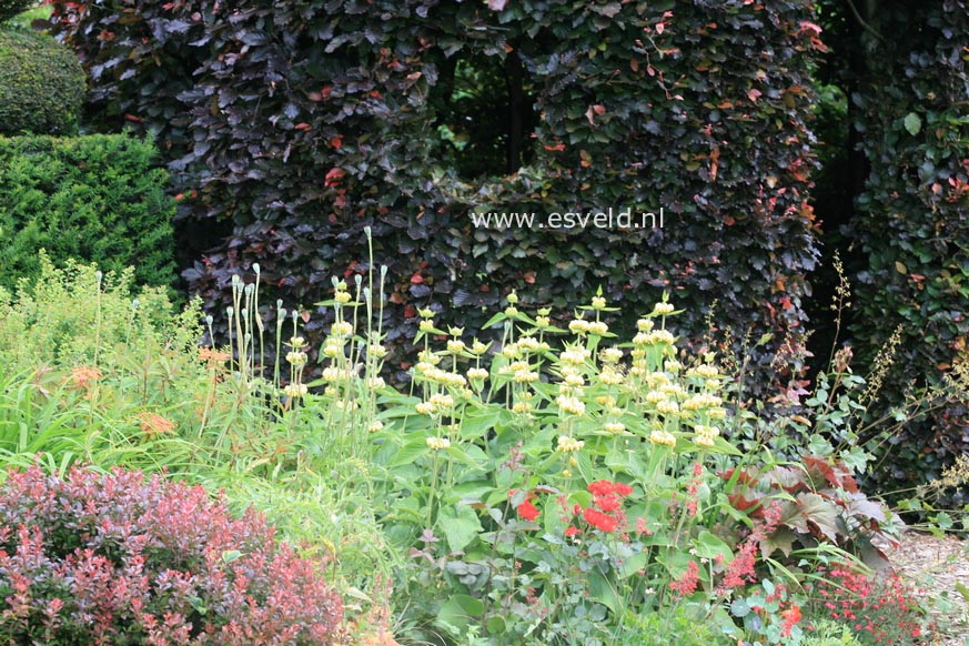 Phlomis russeliana