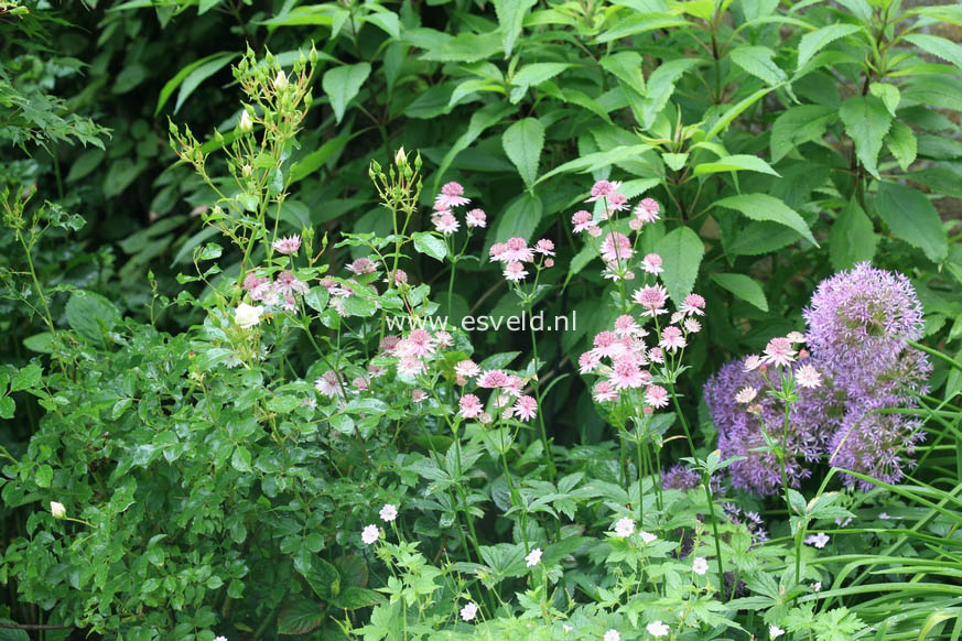 Astrantia major 'Roma'