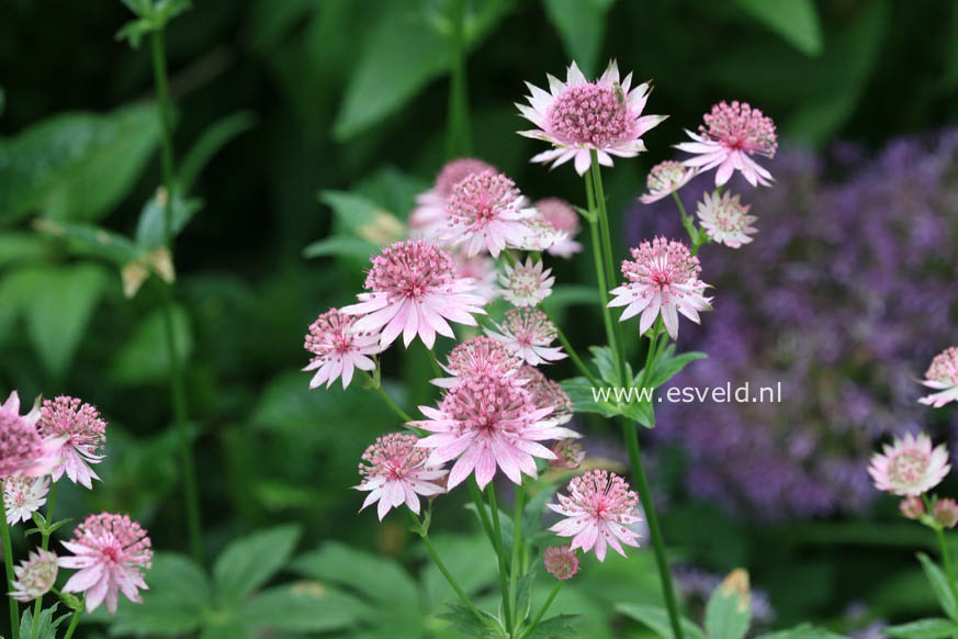 Astrantia major 'Roma'