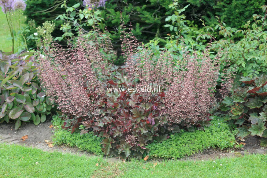 Heuchera micrantha 'Palace Purple'