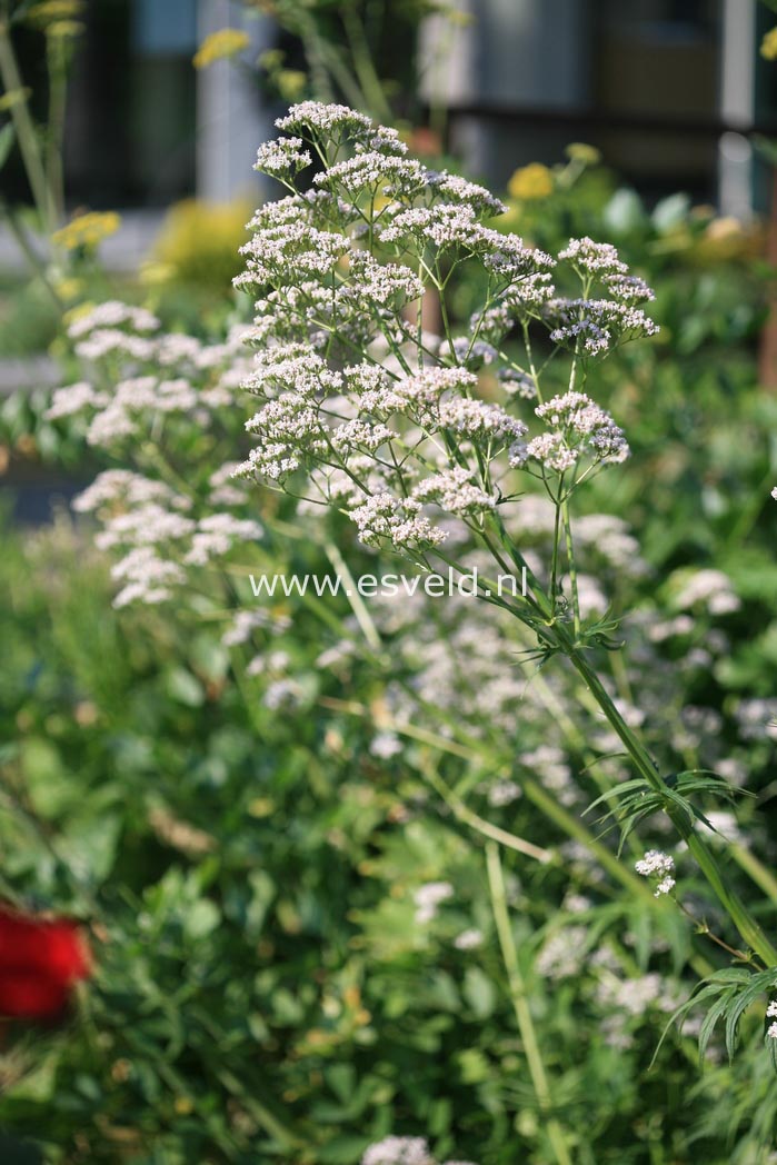 Valeriana officinalis