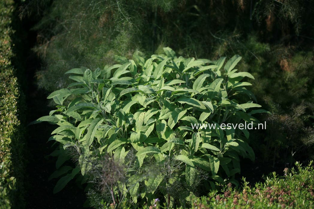 Salvia officinalis