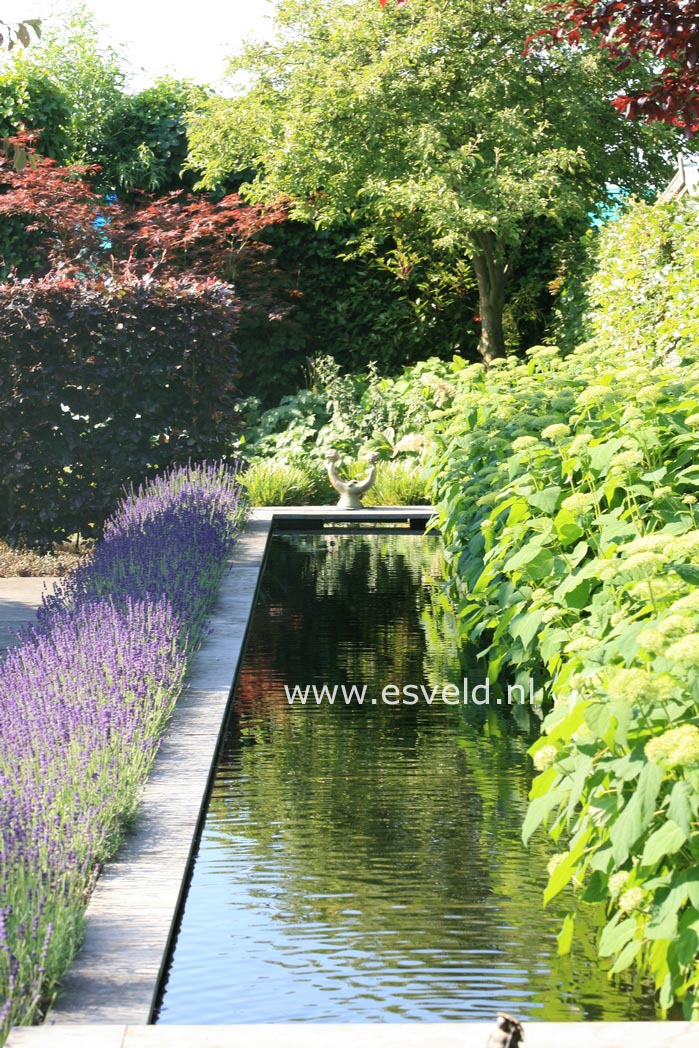 Lavandula angustifolia 'Munstead'