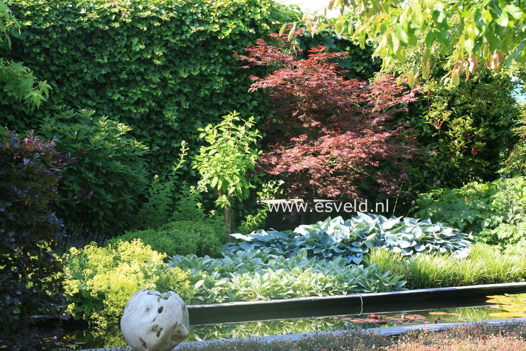 Hosta 'Big Daddy'