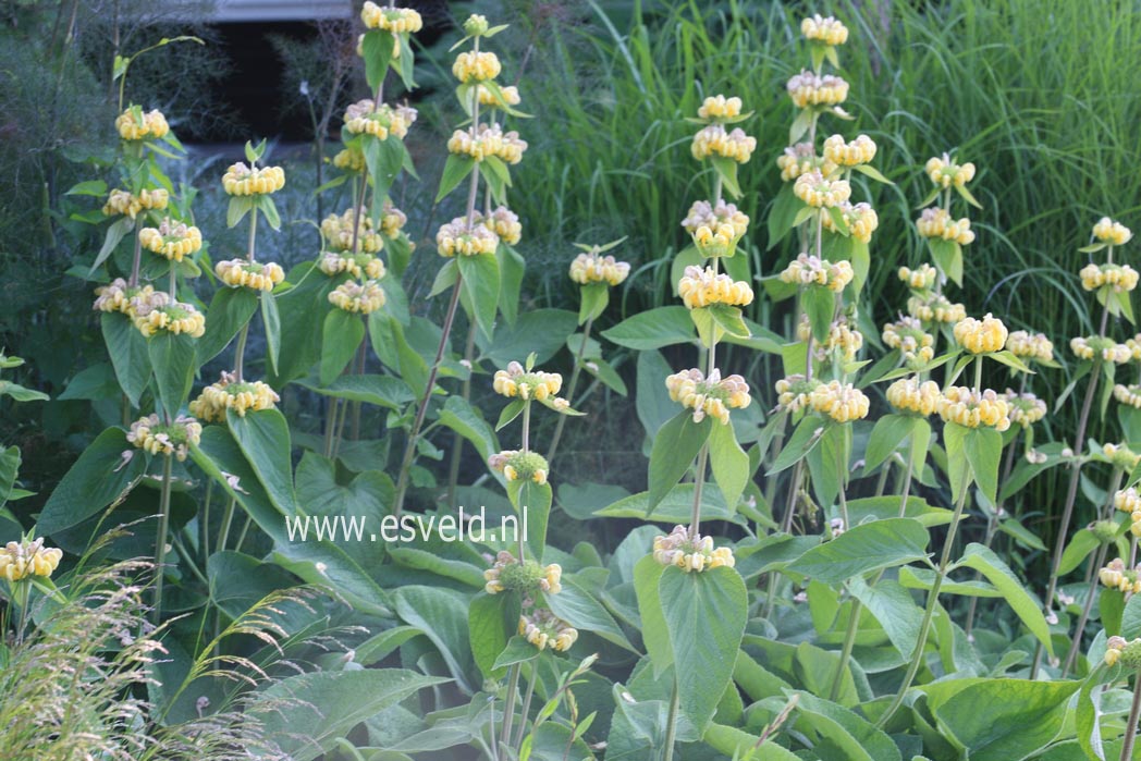 Phlomis russeliana