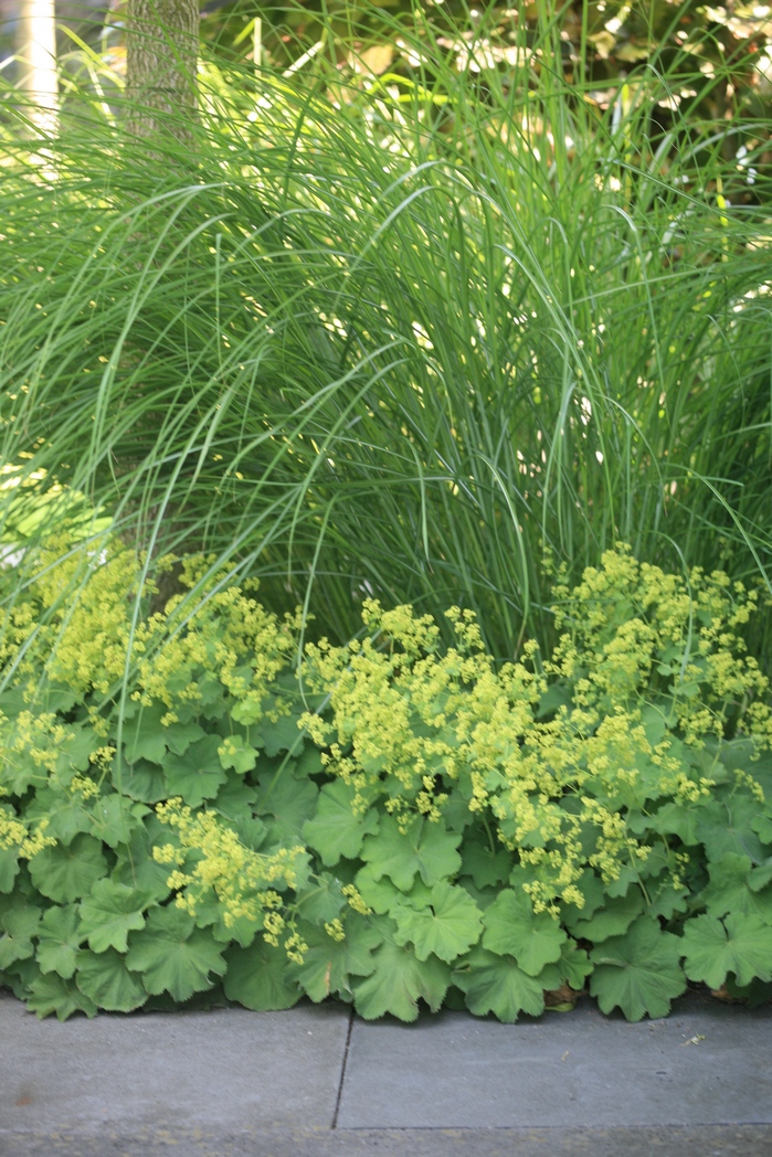 Alchemilla mollis