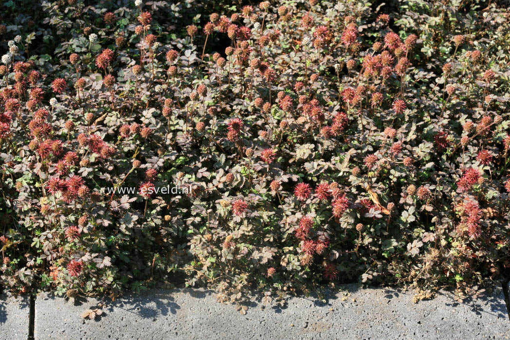 Acaena microphylla 'Kupferteppich'