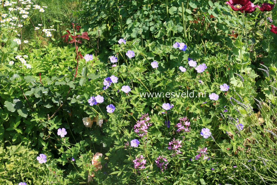 Geranium 'Rozanne'