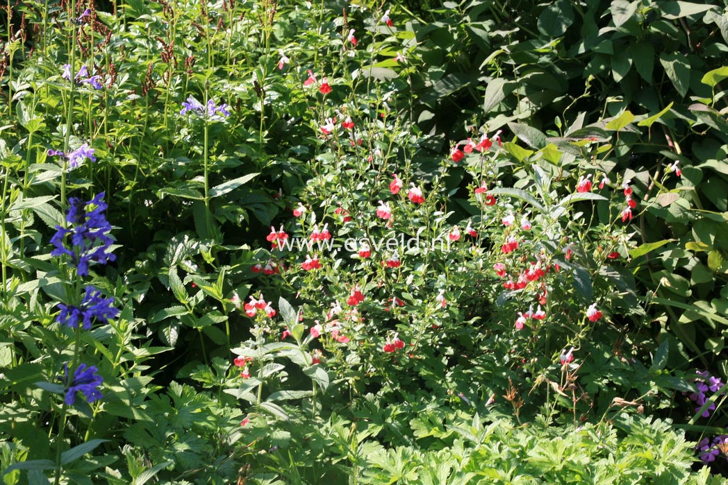 Salvia microphylla 'Hot Lips'
