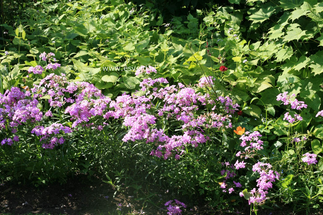 Phlox maculata 'Rosalinde'