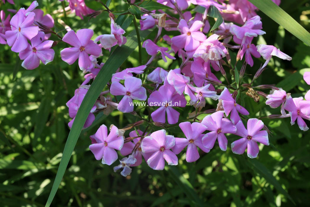 Phlox maculata 'Rosalinde'