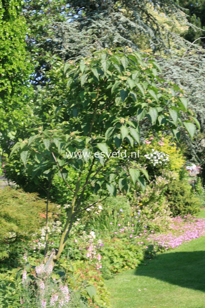 Clerodendrum trichotomum