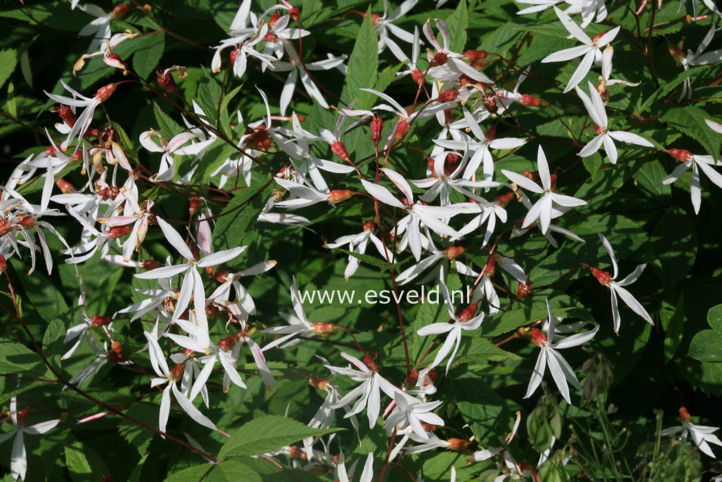 Gillenia trifoliata