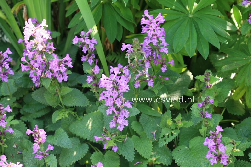 Stachys macrantha 'Superba'