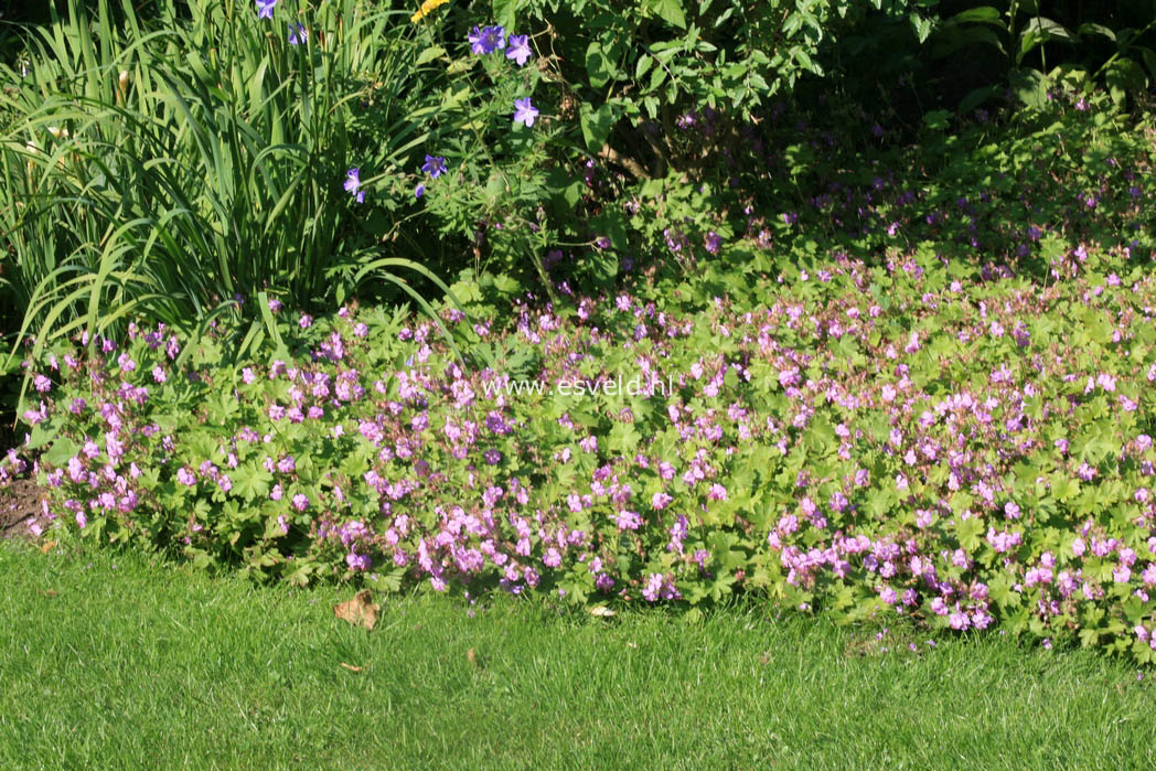 Geranium cantabrigiense 'Cambridge'