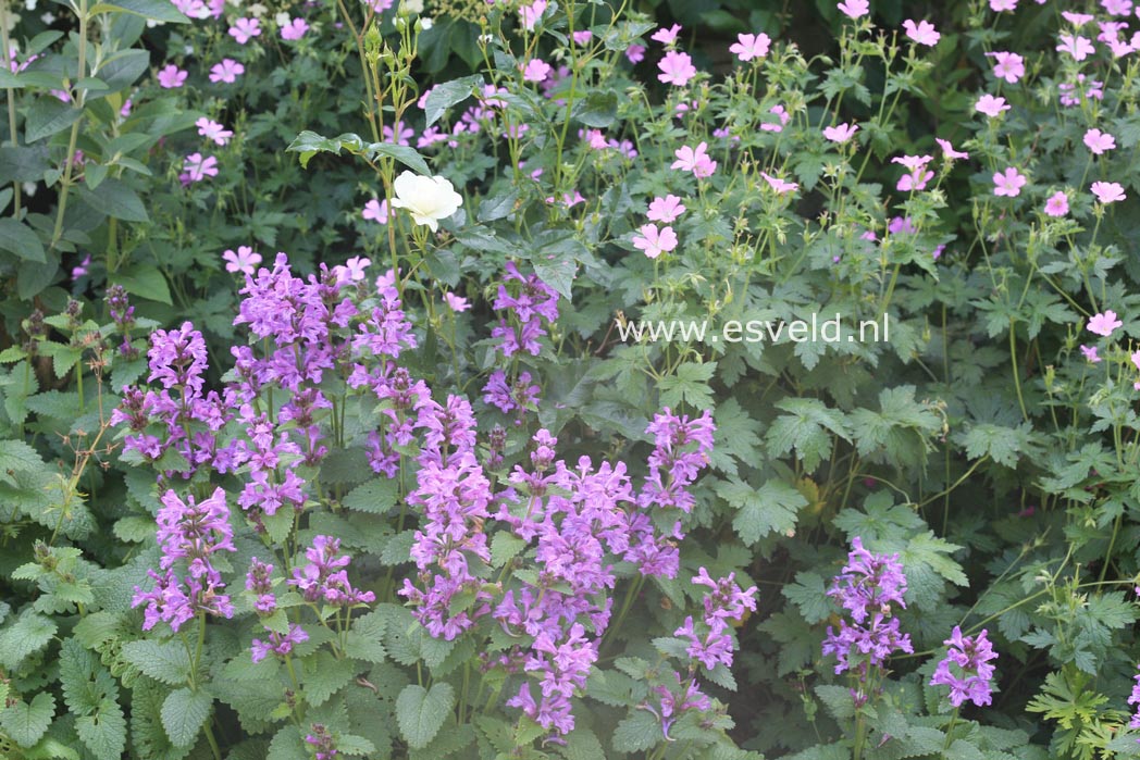 Stachys macrantha 'Superba'