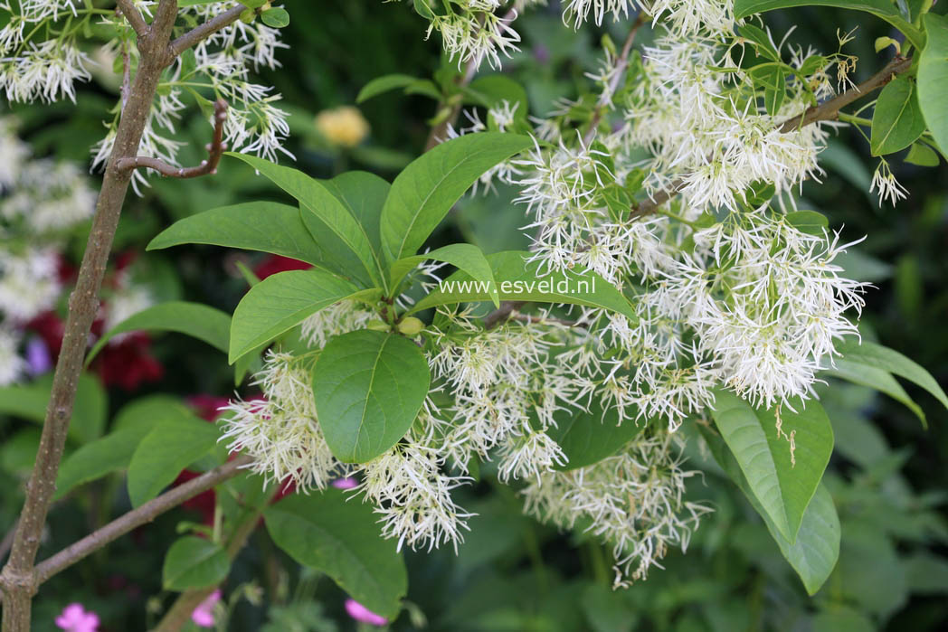 Chionanthus virginicus