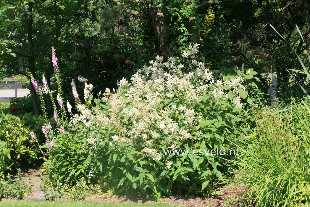 Persicaria polymorpha