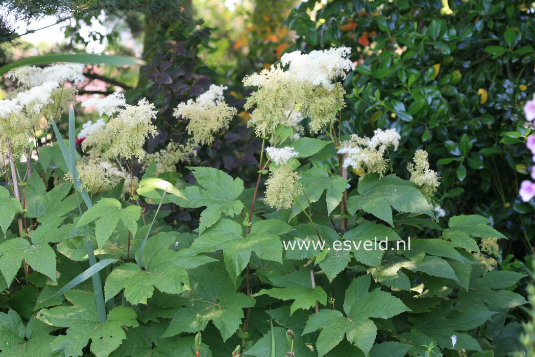 Filipendula purpurea 'Alba'