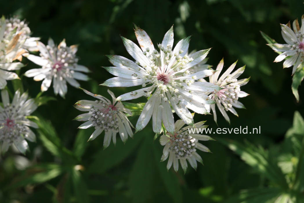 Astrantia major 'Shaggy'