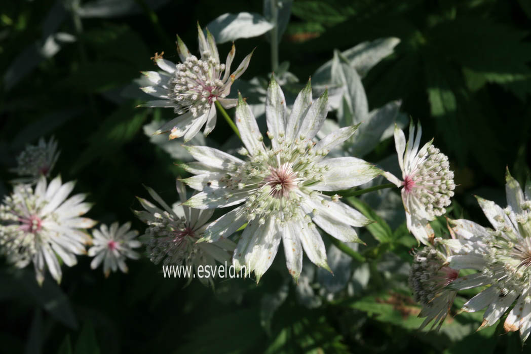 Astrantia major 'Shaggy'