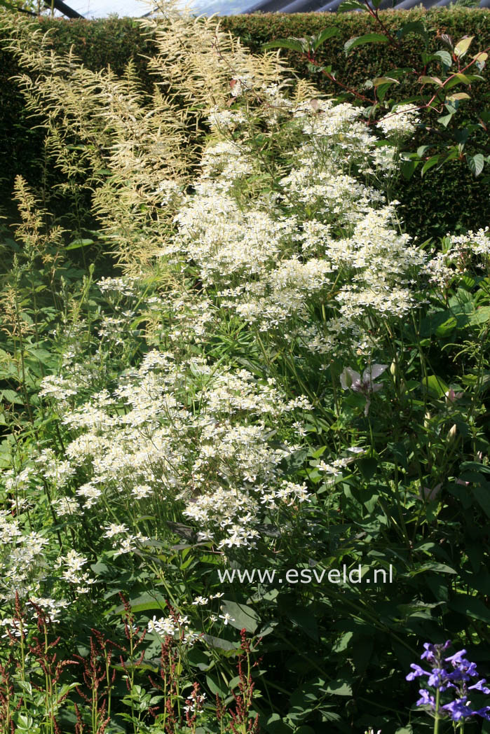 Clematis recta