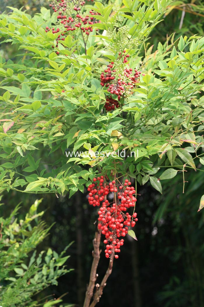 Nandina domestica