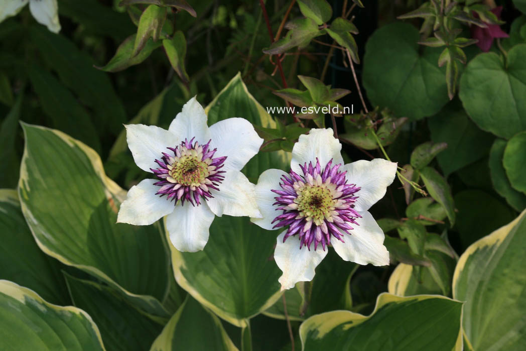 Clematis florida 'Sieboldii'