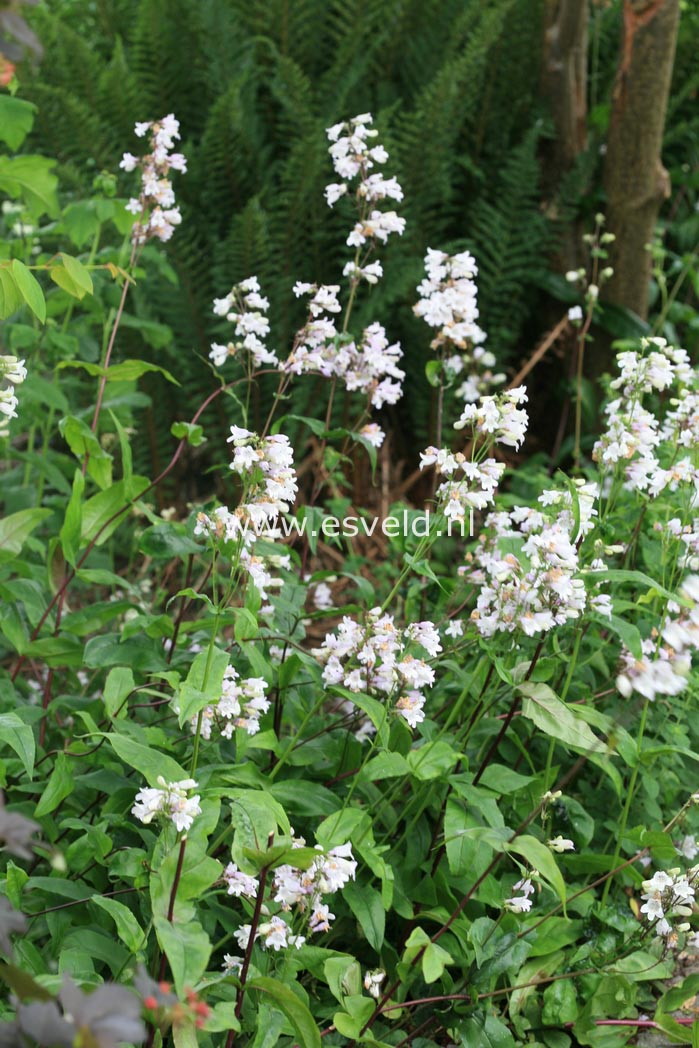 Penstemon digitalis 'Husker Red'