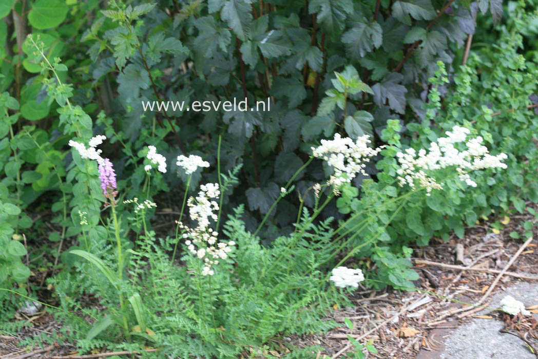 Aruncus dioicus 'Kneiffii'