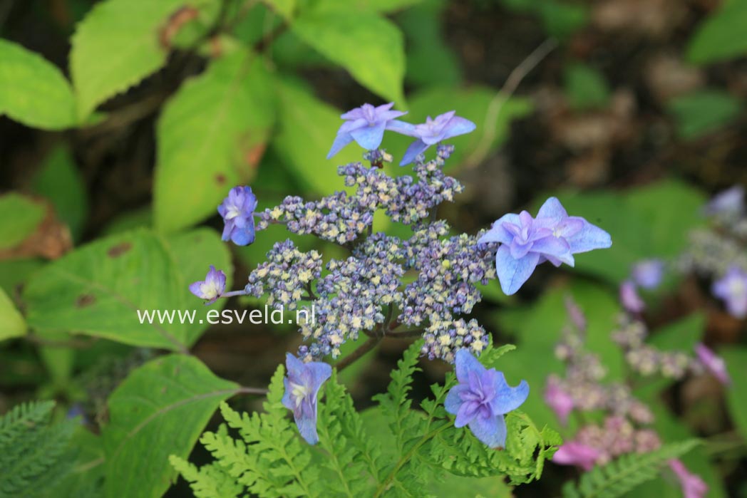 Hydrangea serrata 'Miyama yae murasaki'