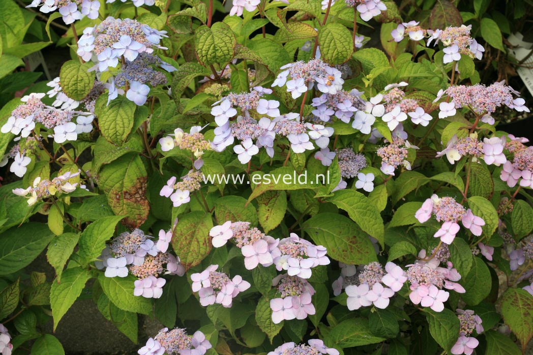 Hydrangea serrata 'Blue Billow'