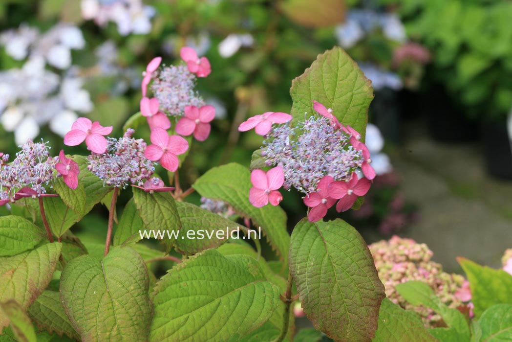 Hydrangea serrata 'Hyuga konjou'