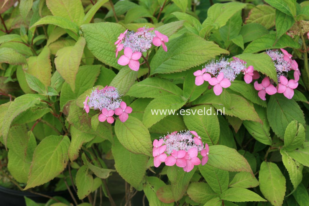 Hydrangea serrata 'Hyuga konjou'
