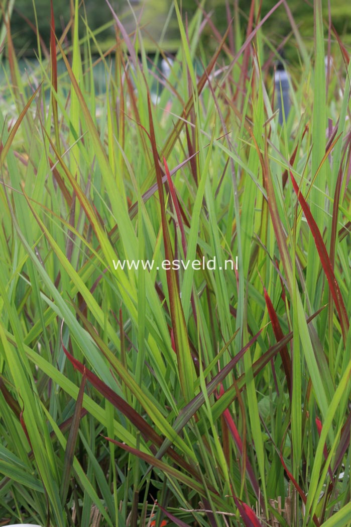 Panicum virgatum 'Squaw'