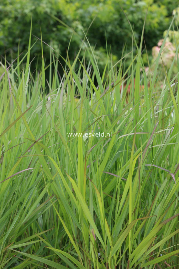 Panicum virgatum 'Warrior'