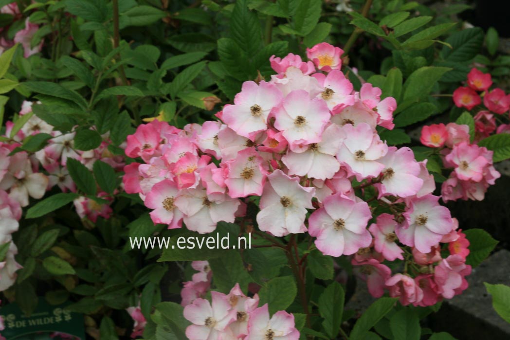 Rosa 'Ballerina'