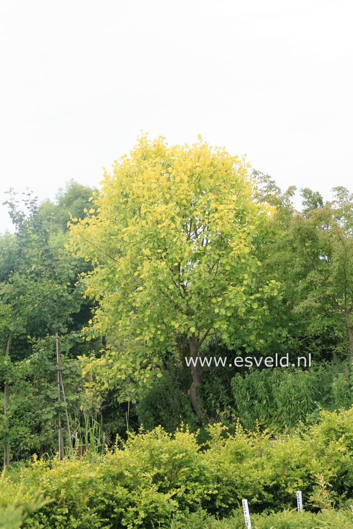 Liriodendron tulipifera 'Glen Gold'