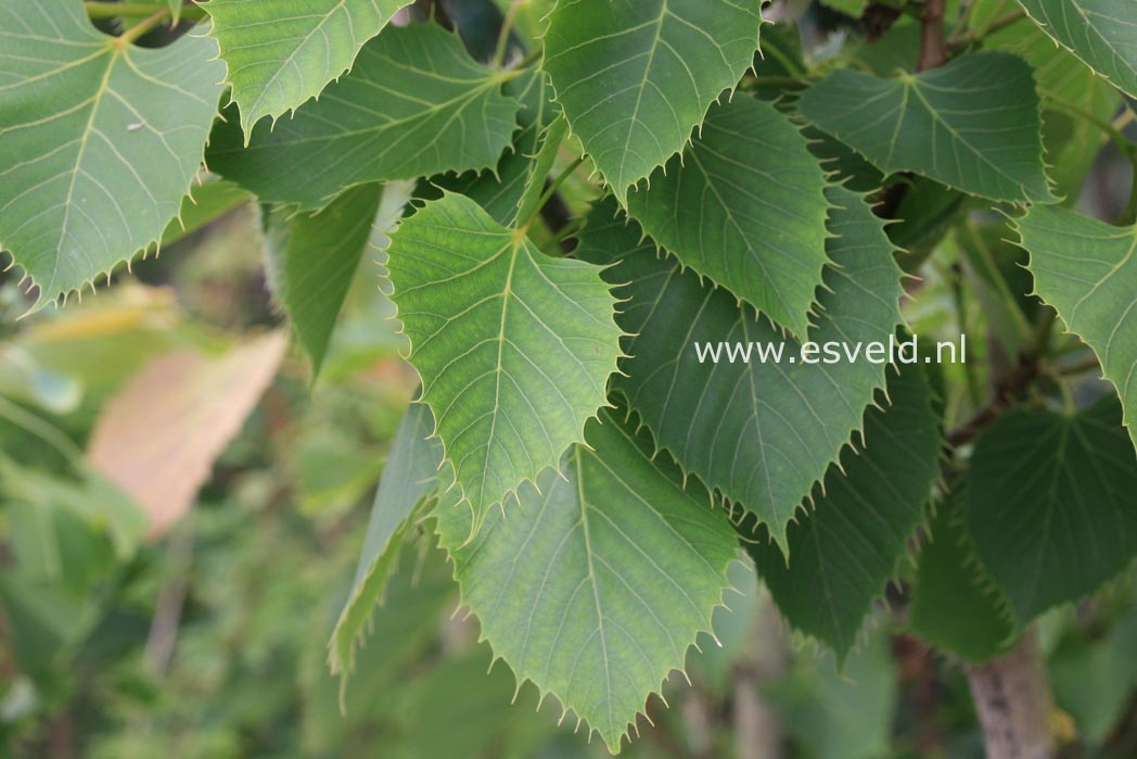 Tilia henryana