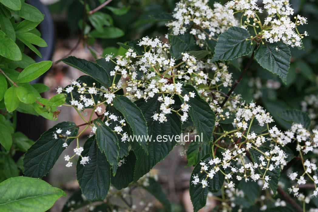 Viburnum dasyanthum