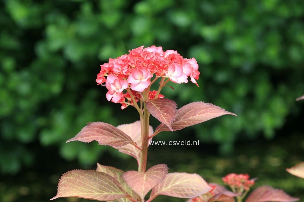 Hydrangea macrophylla 'Ripple'