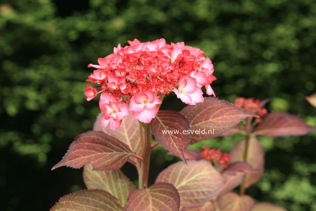 Hydrangea macrophylla 'Ripple'