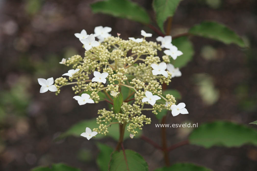 Hydrangea heteromalla 'Willy'