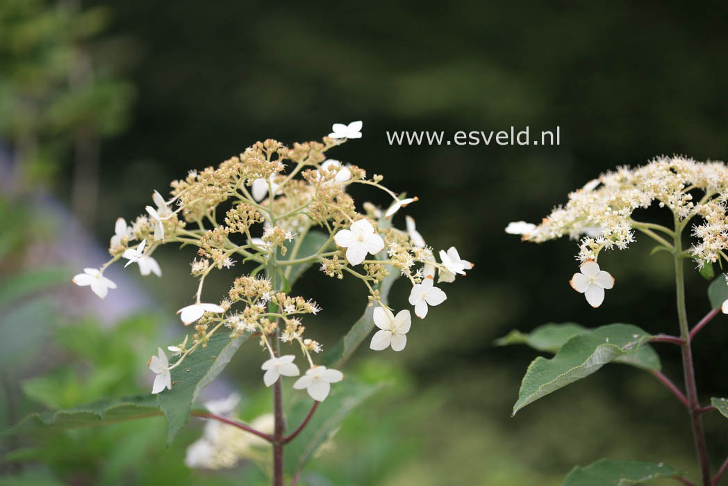 Hydrangea heteromalla 'Krista'