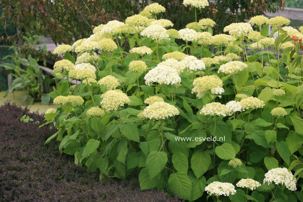 Hydrangea arborescens 'Bounty'