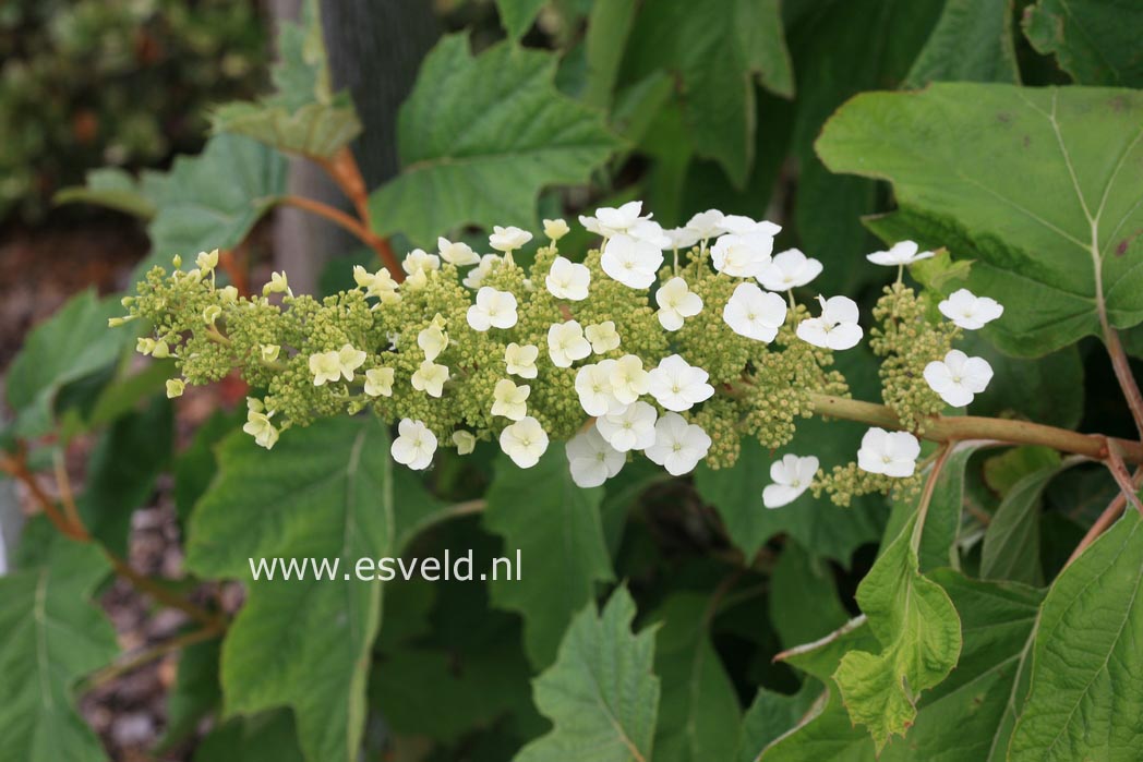 Hydrangea quercifolia 'Alice'