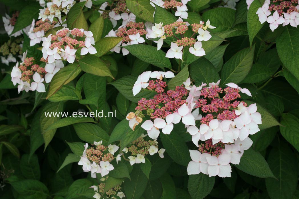 Hydrangea serrata 'Grayswood'