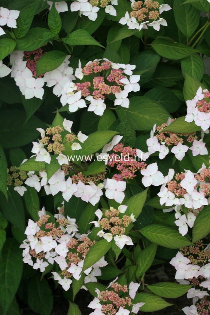 Hydrangea serrata 'Grayswood'