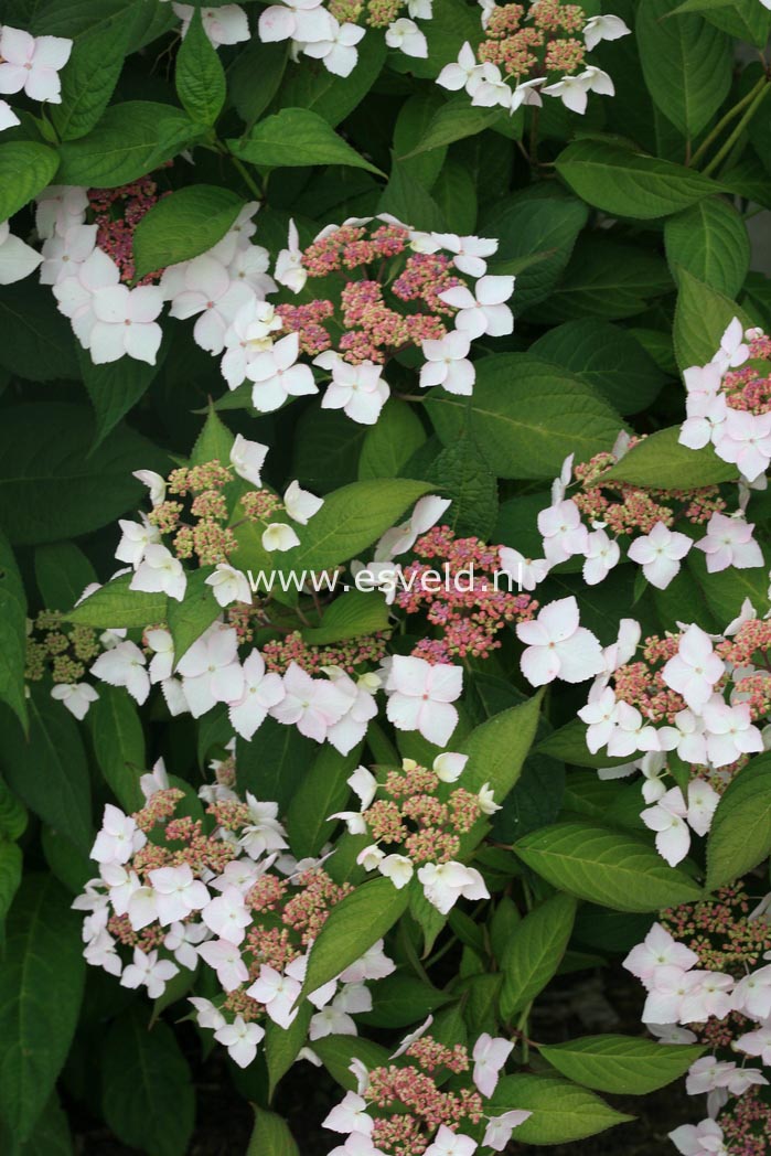 Hydrangea serrata 'Grayswood'